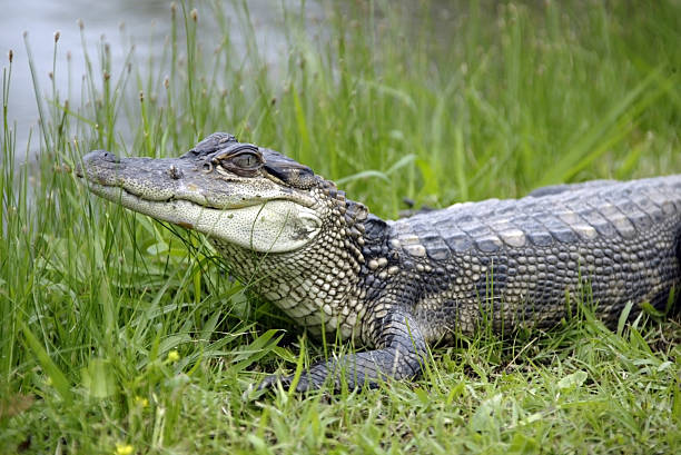 Alligator in the Grass stock photo