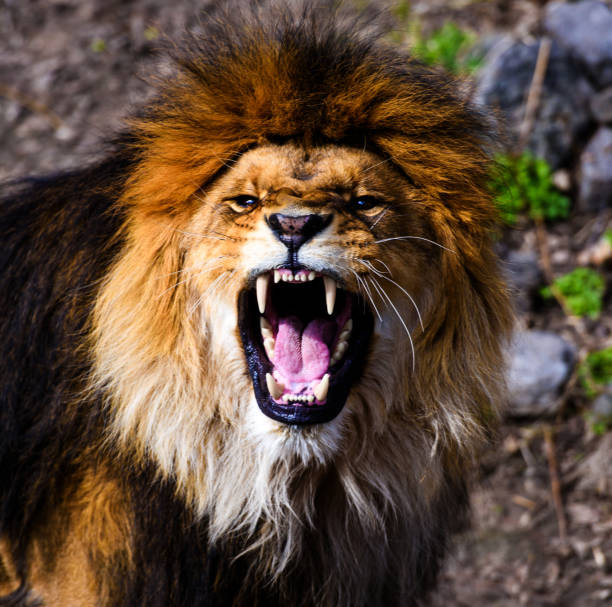 Ferocious Lion Stock Photos, Pictures & Royalty-Free Images - iStock