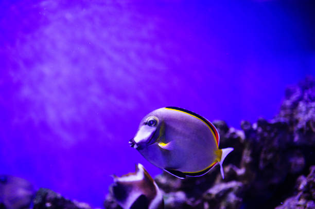 istock Wonderful and beautiful underwater world with corals and tropical fish. 1193943889