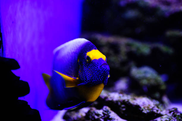 istock Wonderful and beautiful underwater world with corals and tropical fish. 1193943921