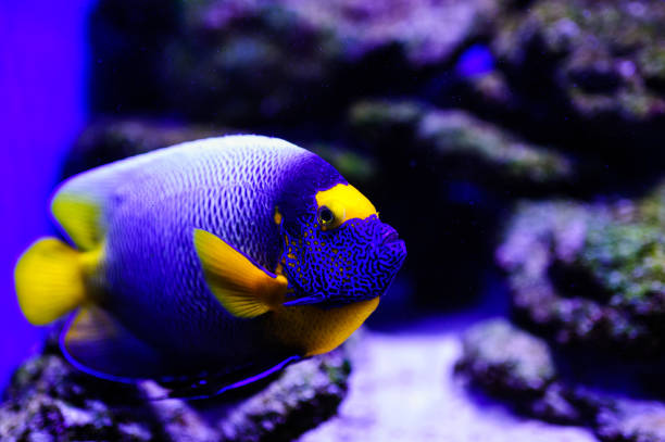 istock Wonderful and beautiful underwater world with corals and tropical fish. 1193943924