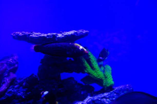istock Wonderful and beautiful underwater world with corals and tropical fish. 1193943926