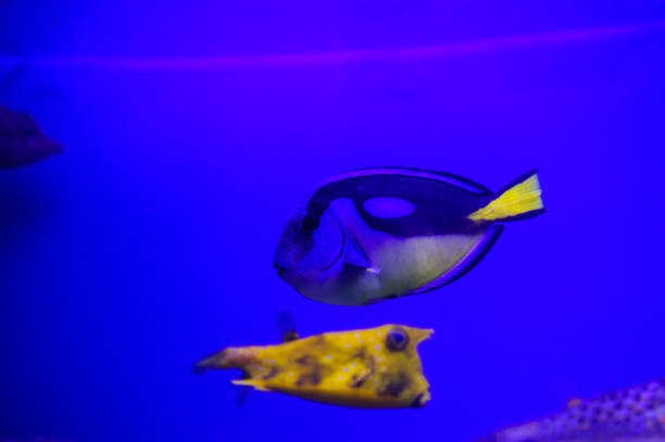istock Wonderful and beautiful underwater world with corals and tropical fish. 1193943930