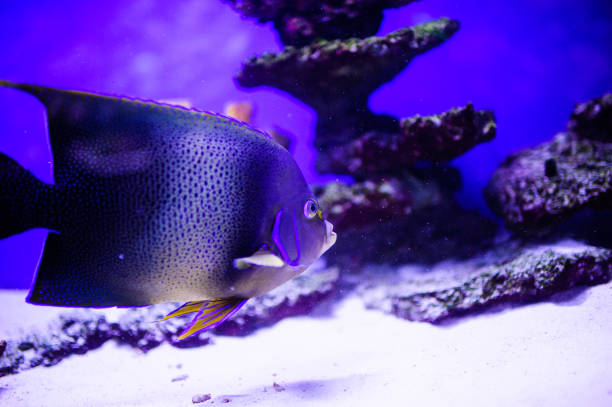 istock Wonderful and beautiful underwater world with corals and tropical fish. 1193943936