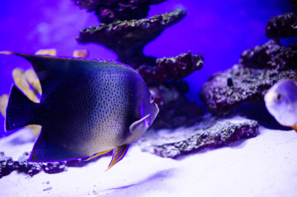 istock Wonderful and beautiful underwater world with corals and tropical fish. 1193943941