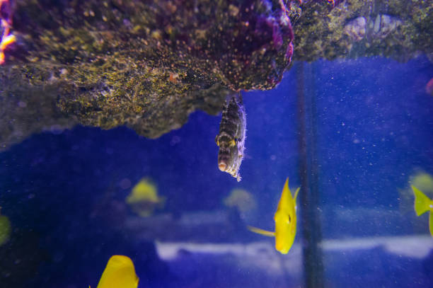 istock Wonderful and beautiful underwater world with corals and tropical fish. 1193943950