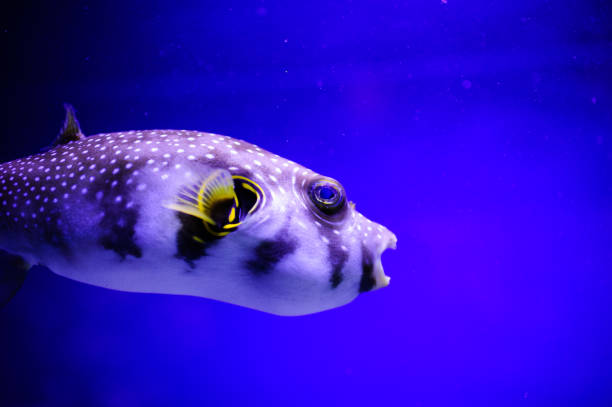 istock Wonderful and beautiful underwater world with corals and tropical fish. 1193943956
