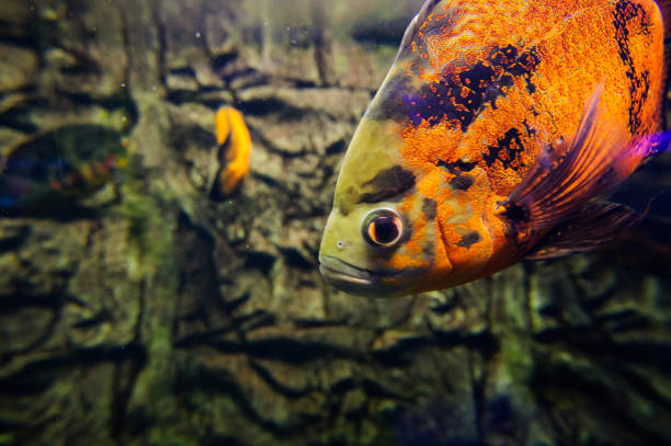 istock Wonderful and beautiful underwater world with corals and tropical fish. 1193943957