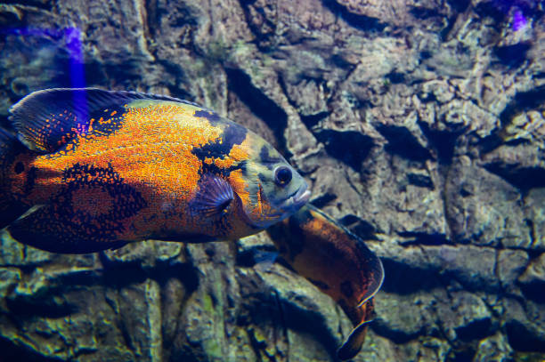 istock Wonderful and beautiful underwater world with corals and tropical fish. 1193943967