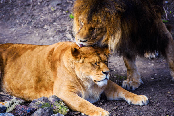 istock Lions, love couple 1193943972