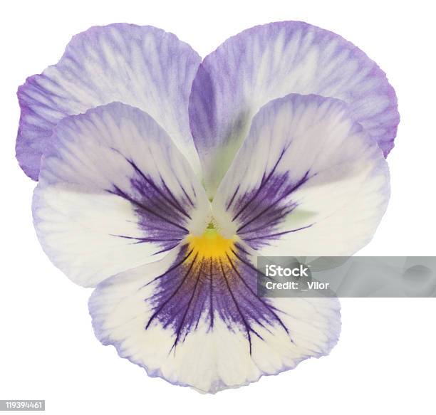 Viola Del Pensiero - Fotografie stock e altre immagini di Viola cornuta - Viola cornuta, Viola - Strumento musicale, Bianco
