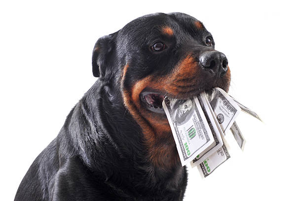 rottweiler and dollars stock photo