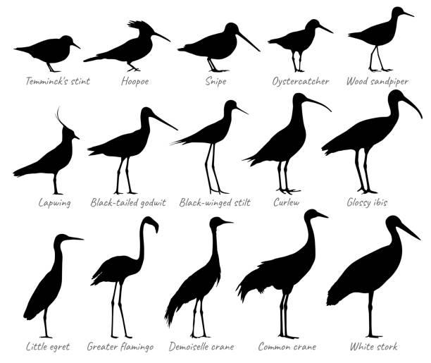 illustrazioni stock, clip art, cartoni animati e icone di tendenza di uccelli acquatici e uccelli dei campi. raccolta vettoriale silhouettes. - bird egret wildlife animal