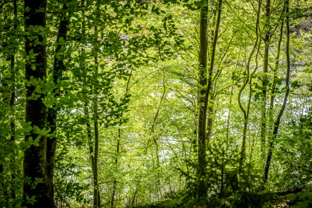 istock Trees Hiding Beautiful Soca River in Slovenia, Europe 1193950302