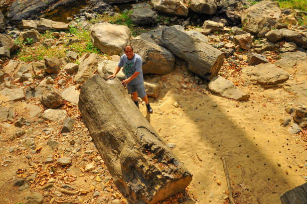 foresta pietrificata di puyango - legno fossile foto e immagini stock