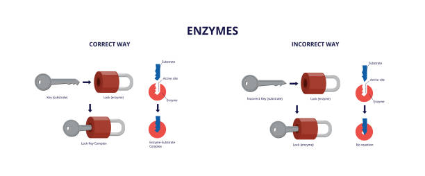 enzyme, schlüssel- und sperrmodell, flache vektor-illustration. - enzyme stoffwechsel stock-grafiken, -clipart, -cartoons und -symbole