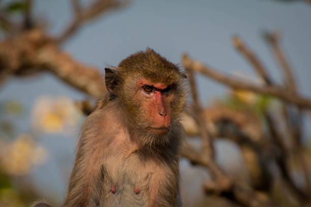 Monkey, Mueang District, Lop Buri Lopburi