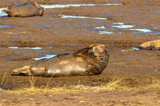 istock Gray seals from the UK 1193953130