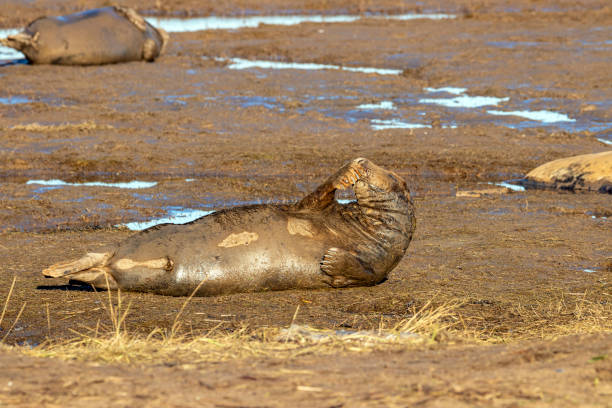 istock Gray seals from the UK 1193953144