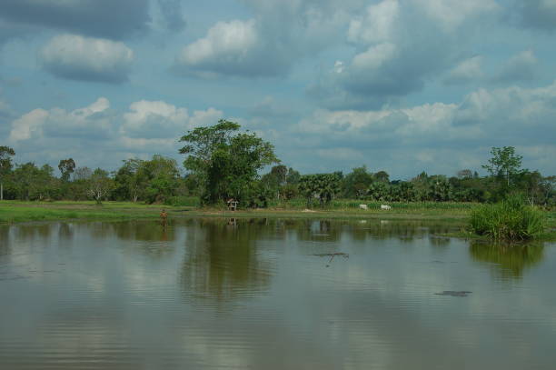 campo de arroz cerca de siam reap, camboya - 1781 fotografías e imágenes de stock