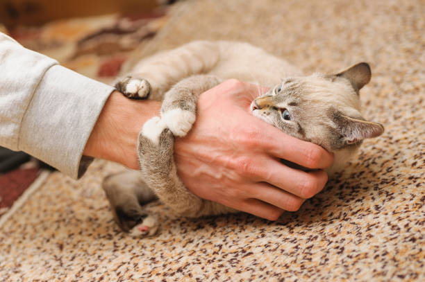 istock playful thai kitten biting human fingers 1193954913