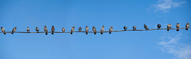istock Panorama of twenty pigeons perched on electrical wires. 119395508