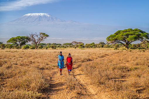 Two African women  from Maasai tribe crossing savannah with offspring on their back, Mount Kilimanjaro on the background, central Kenya, Africa. Maasai tribe inhabiting southern Kenya and northern Tanzania, and they are related to the Samburu.