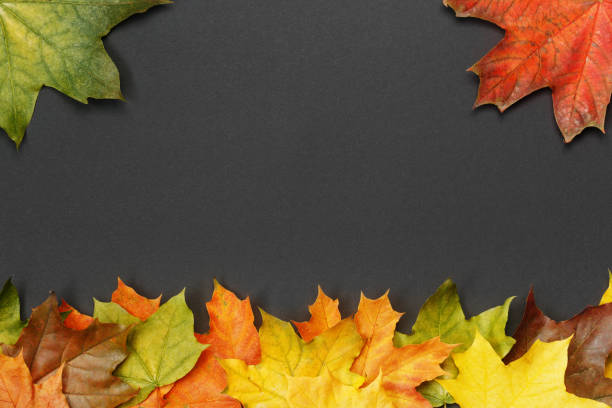 istock Colorful autumn maple leaves on black 1193956550