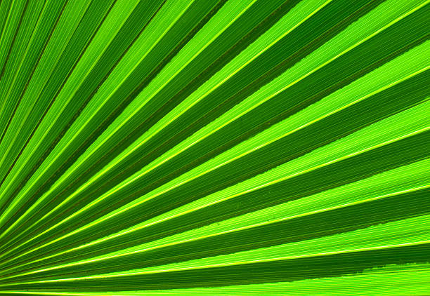 istock Palm leaf closeup green abstract background 119395664
