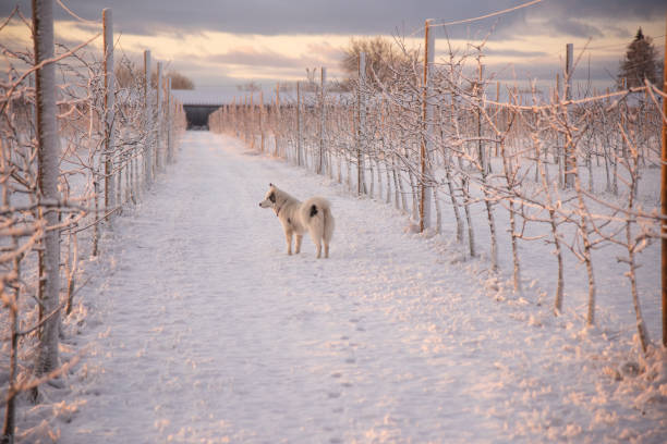 white dog in a snowy orchard