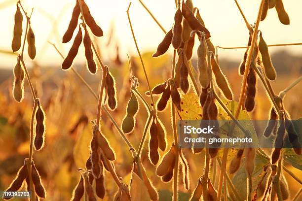 Photo libre de droit de Plantes Prêt Pour La Récolte De Soja banque d'images et plus d'images libres de droit de Graine de soja - Graine de soja, Automne, Culture agricole