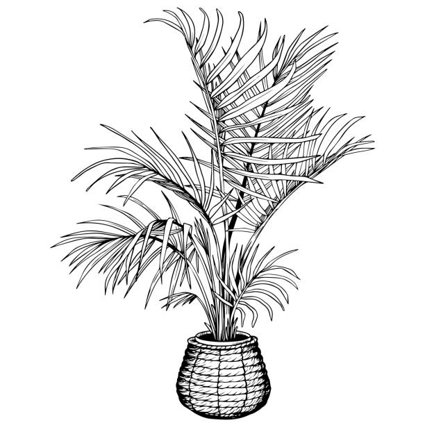 Tropical Areca palm in seagrass basket pot. Tropical houseplant potted in woven seagrass basket. Indoor Areca palm tree in flowerpot. Hand drawn black and white vector illustration. areca stock illustrations