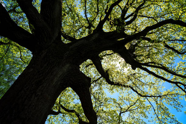 branches d'arbre contre le ciel bleu - low angle view photos et images de collection