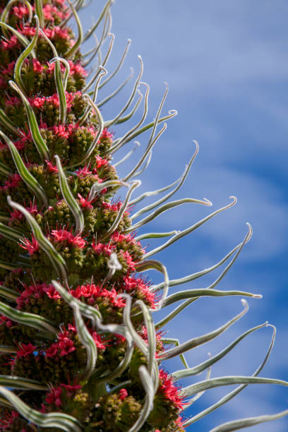 flora di tenerife - echium wildpretii, bugloss rosso - tenerife spain national park may foto e immagini stock