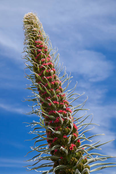 flora di tenerife - echium wildpretii, bugloss rosso - tenerife spain national park may foto e immagini stock
