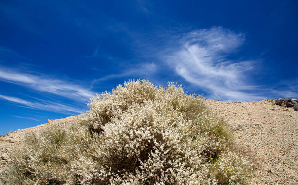 flora di tenerife - specie di ginestra ad alta quota a fioritura bianca spartocytisus supranubius - tenerife spain national park may foto e immagini stock