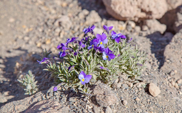 flora di tenerife - viola cheiranthifolia, viola teide - tenerife spain national park may foto e immagini stock