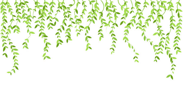 висячие растения с зелеными листьями. упрощенная граница листвы. вертикальное изолированное векторное украшение. - ivy vine leaf frame stock illustrations