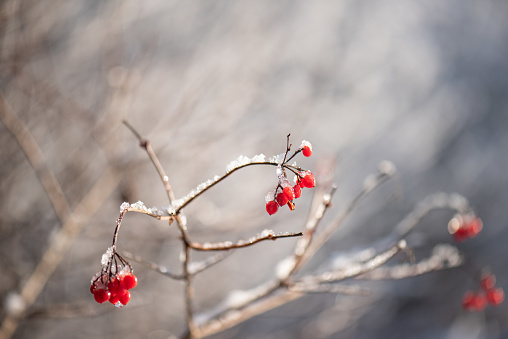 Red berry fruits on tree at deep forest in spring time.