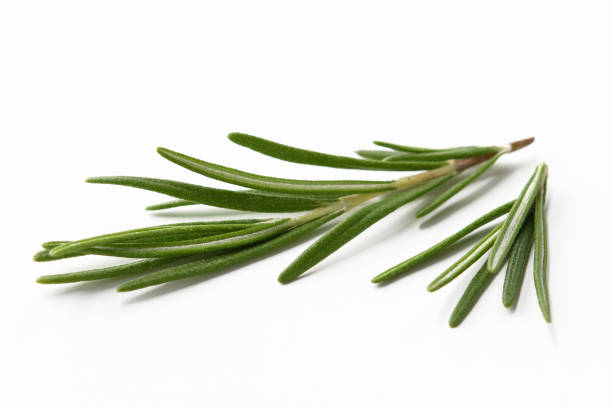istock rosemary leaves on a white isolated background 1193960402