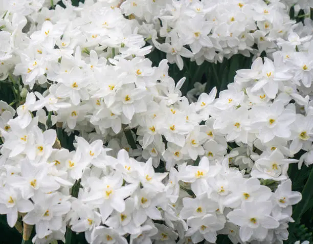 Close-up of paperwhite narcissus blooming at Christmas time for nursery display.