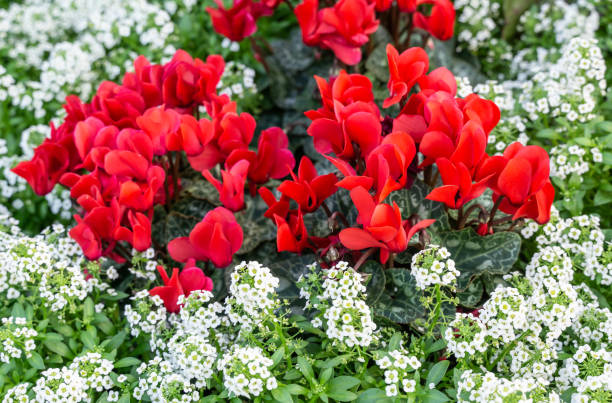 istock Red cyclamen blooming for Christmas holiday. 1193961681