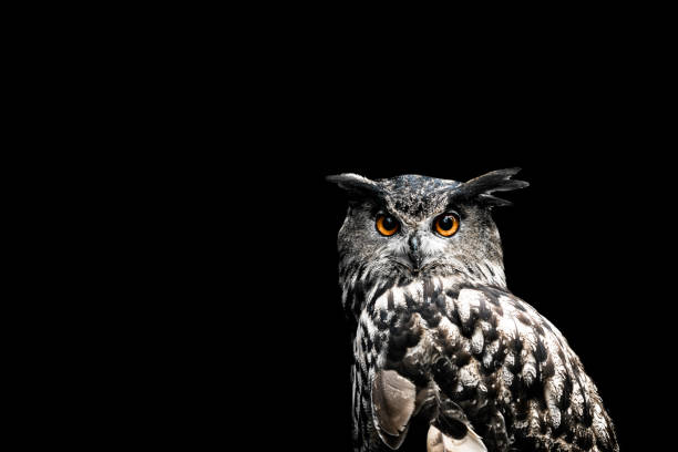 istock Eurasian eagle owl with a black background 1193962268