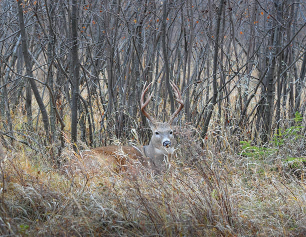 istock Hiding in the tall Grass 1193962807