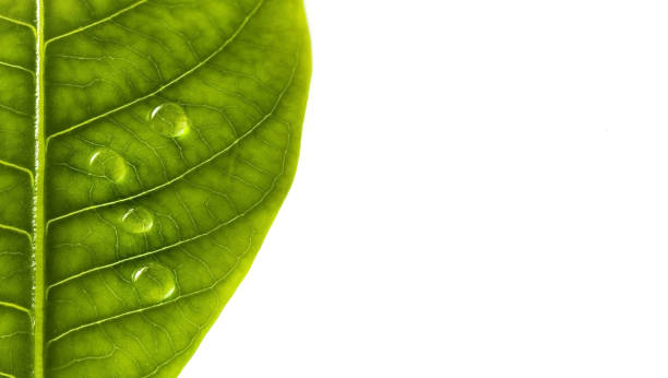 istock Green leaf texture with water drops isolated on white. 1193963099