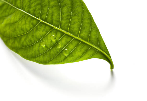 istock Green leaf with water drops isolated on white. 1193963113