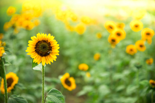 Beautiful yellow sunflowers on an agriculture field, summer time