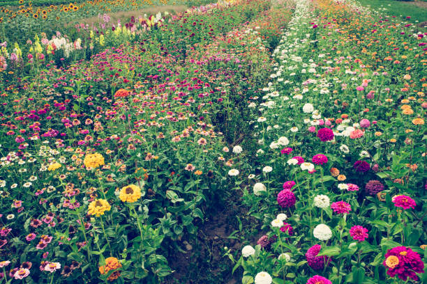 Colorful flowers on an agriculture field, summer time