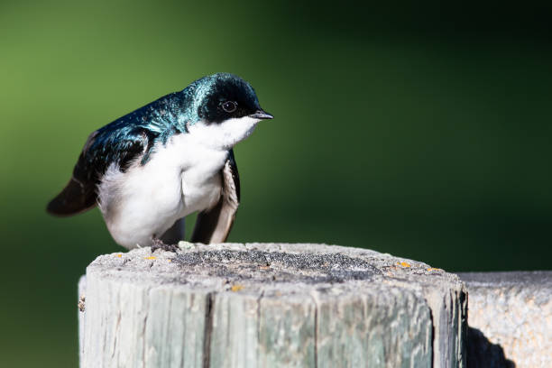 istock Tree Swallow Perched on an Old Weathered Wooden Fence Post 1193965850