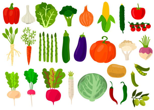 illustrazioni stock, clip art, cartoni animati e icone di tendenza di raccolto. set di verdure fresche. cavolo, peperoni, pomodori, broccoli, lattuga, oliva, battere, patate, asparagi, zucca, aglio, piselli, cipolla, mais, carota, ravanello, cavolfiore. illustrazione vettoriale. - leaf vegetable asparagus green vegetable